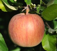 サンふじ－味よし－１０kg－大玉（２６〜２８玉）