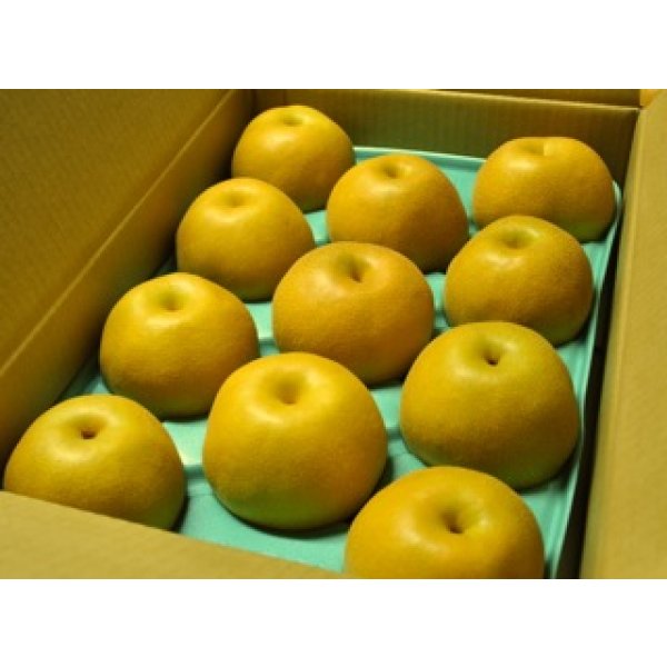 画像1: 豊水-ピカイチ-大玉１０kg（２２・２４玉） (1)