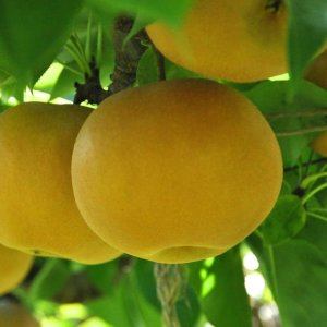 画像: 南水　味よし-中玉５kg（１４・１６玉）