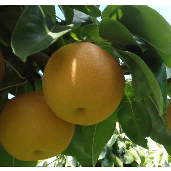 画像2: 豊水-味よし-特大玉５kg（１０玉） (2)