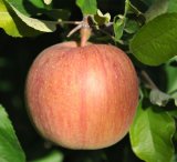 画像: サンふじ－味よし－１０kg－大玉（２６〜２８玉）