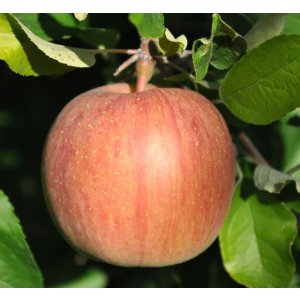 画像: サンふじ－味よし－１０kg－大玉（２６〜２８玉）