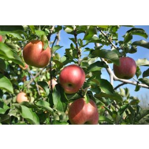 画像: サンふじ－ピカイチ－５kg－大玉（１３・１４玉）