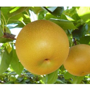 画像: あきづき-ピカイチ-大玉１０kg（２２・２４玉）